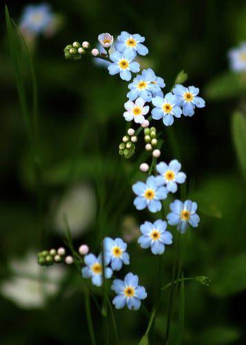 Urban Oasis: Chic Blossoms of Serenity
