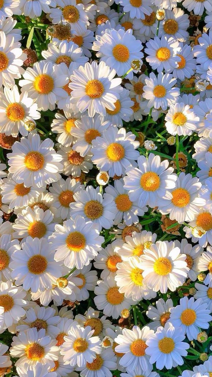 Sunrise Sonata: Lively Tunes of Petal Hues